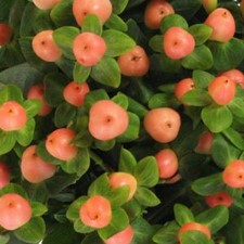 Stems In Bulk: Peaches Designer Hypericum Berries
