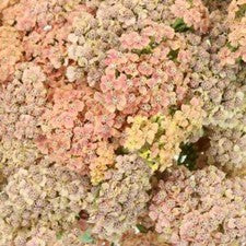 Stems In Bulk: Peachy Pink Cottage Yarrow Flowers