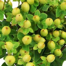 Stems In Bulk: Pear Green Hypericum Berries