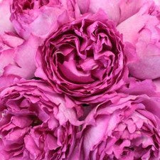 Stems In Bulk: Peony Rose Pink Yves Piaget
