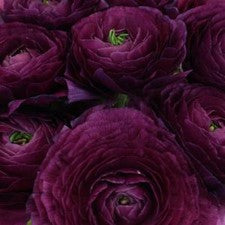 Stems In Bulk: Purpleberry Italian Cloony Ranunculus
