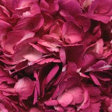 Stems In Bulk: Raspberry Pink Airbrushed Hydrangea