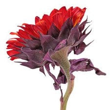 Stems In Bulk: Red Enhanced Sunflowers