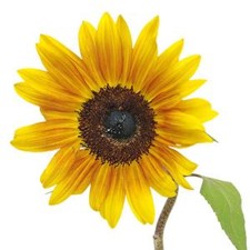 Stems In Bulk: Ring Of Fire Sunflowers
