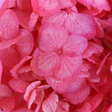 Stems In Bulk: Rosy Cheeks Enhanced Hydrangea