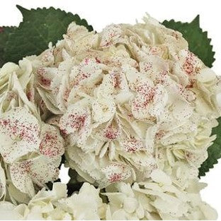 Stems In Bulk: Shimmer Rouge White Hydrangea