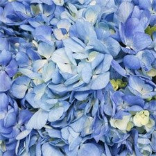 Stems In Bulk: Shocking Blue Premium Hydrangea Flowers