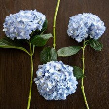 Stems In Bulk: Shocking Blue Premium Hydrangea Flowers