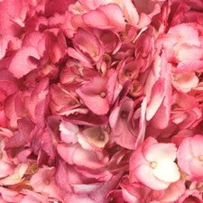 Stems In Bulk: Sizzling Salmon Pink Airbrushed Hydrangea