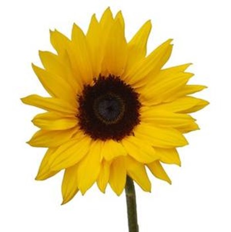 Stems In Bulk: Small Sunflowers