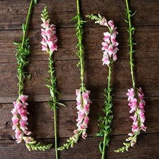 Stems In Bulk: Snapdragon Bicolor Light Pink And White