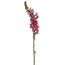 Stems In Bulk: Snapdragon Hot Pink Flower