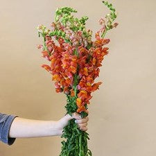 Stems In Bulk: Snapdragon Orange Sorbet Flower
