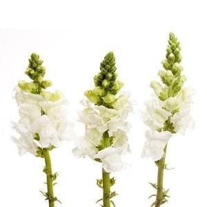 Stems In Bulk: Snapdragon White Flower
