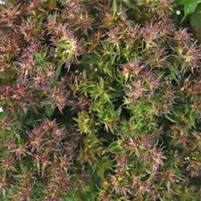 Stems In Bulk: Soft Plum Texture Phlox Flower
