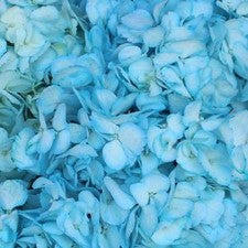 Stems In Bulk: Something Borrowed Enhanced Blue Hydrangea
