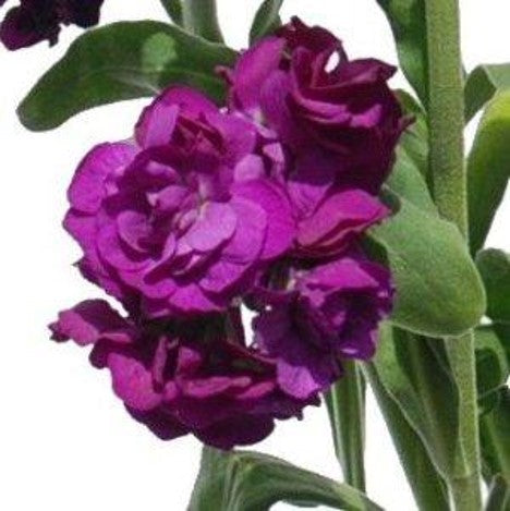 Stems In Bulk: Spray Stock Deep Purple Burgundy Flower