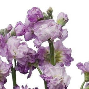 Stems In Bulk: Spray Stock Lavender Wholesale Flower