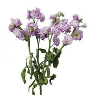 Stems In Bulk: Spray Stock Lavender Wholesale Flower