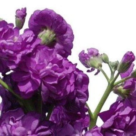 Stems In Bulk: Spray Stock Purple Flower
