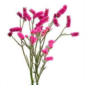 Stems In Bulk: Statice Filler Flower Tinted Bright Pink