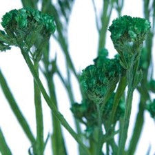 Stems In Bulk: Statice Filler Flower Tinted Emerald Green