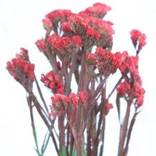 Stems In Bulk: Statice Filler Flower Tinted Red