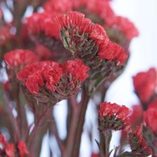 Stems In Bulk: Statice Filler Flower Tinted Red