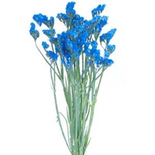 Stems In Bulk: Statice Flower Jewel Blue Tinted