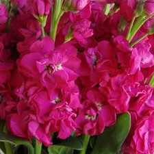 Stems In Bulk: Stock Hot Pink Flower