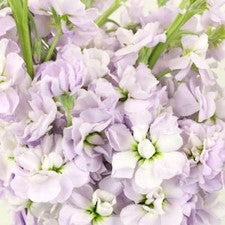 Stems In Bulk: Stock Lavender Blush Flower