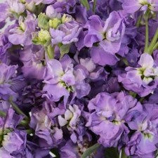 Stems In Bulk: Stock Lavender Purple Flower
