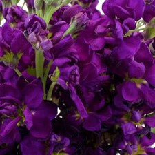 Stems In Bulk: Stock Midnight Purple Flower