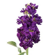Stems In Bulk: Stock Midnight Purple Flower