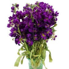 Stems In Bulk: Stock Midnight Purple Flower