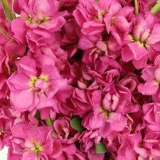 Stems In Bulk: Stock Rose Pink Flower