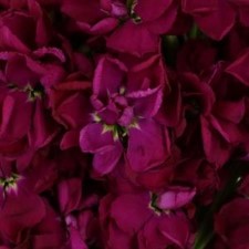 Stems In Bulk: Stock Roseberry Flower