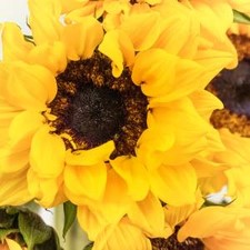 Stems In Bulk: Sunflowers