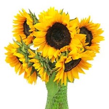 Stems In Bulk: Sunflowers