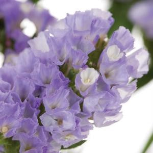 Stems In Bulk: Tissue Culture Statice Lavender Flower