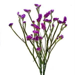 Stems In Bulk: Tissue Culture Statice Purple Flower