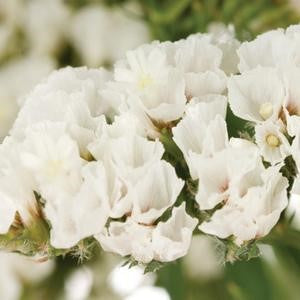 Stems In Bulk: Tissue Culture Statice White Flower