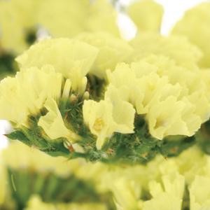 Stems In Bulk: Tissue Culture Statice Yellow Flower
