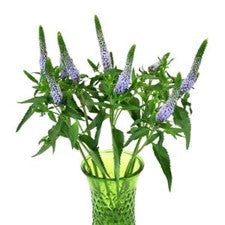 Stems In Bulk: Veronica Flower Periwinkle Lavender