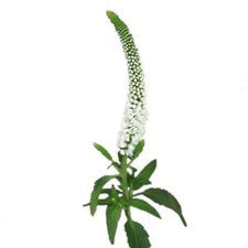 Stems In Bulk: Veronica White Flower