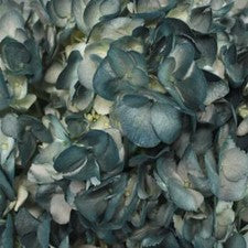 Stems In Bulk: Victorian Blues Airbrushed Hydrangea