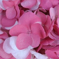 Stems In Bulk: Vintage Pink Airbrushed Hydrangea Flower