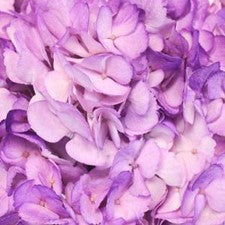 Stems In Bulk: Violet Airbrushed Hydrangea