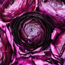 Stems In Bulk: Violet Ranunculus Fresh Cut Flower