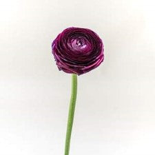 Stems In Bulk: Violet Ranunculus Fresh Cut Flower